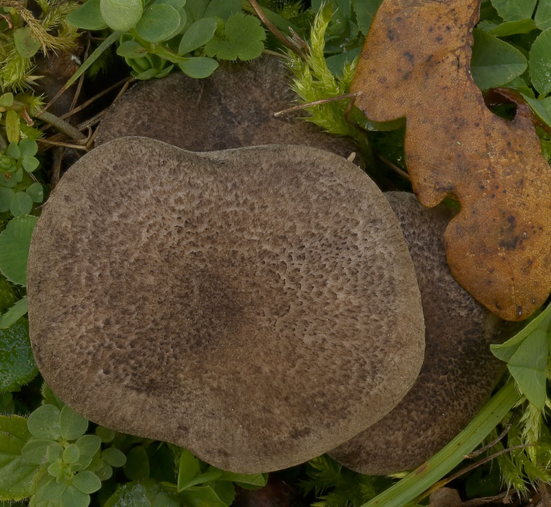 Tricholoma scalpturatum
